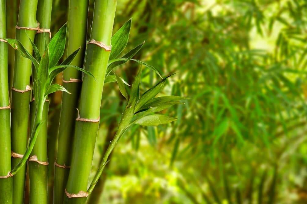 Bamboo - Type of Ornamental Grass