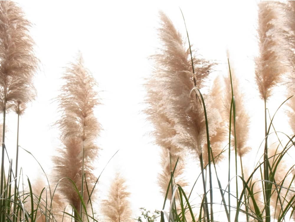 Pampas Grass - Type of Ornamental Grass