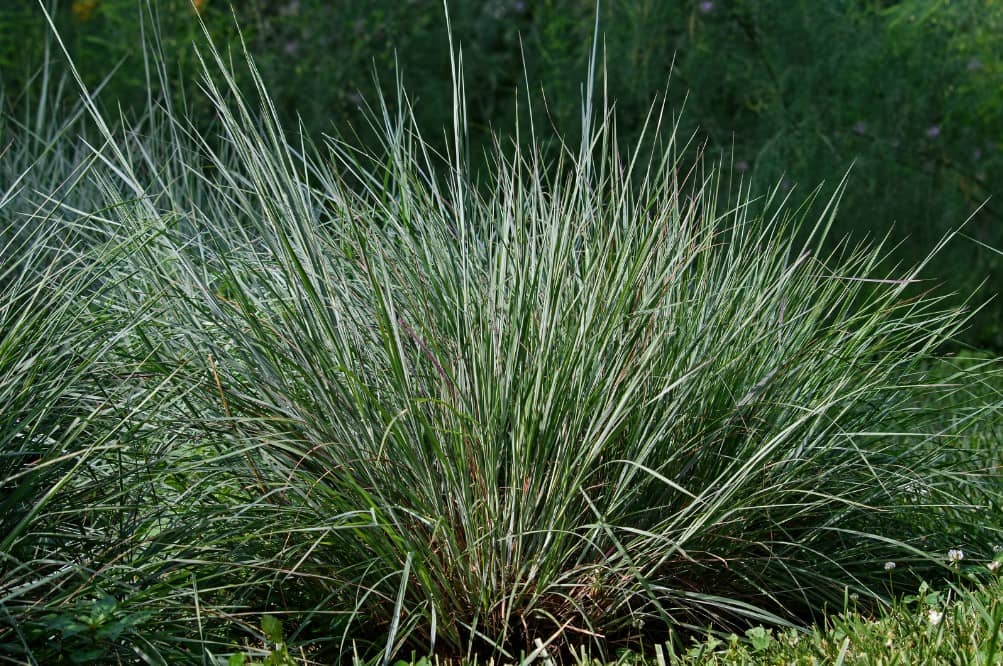 Big Bluestem - Type of Ornamental Grass