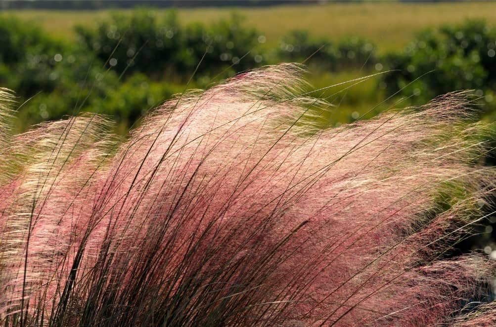 Pink Hair Grass - Type of Ornamental Grass