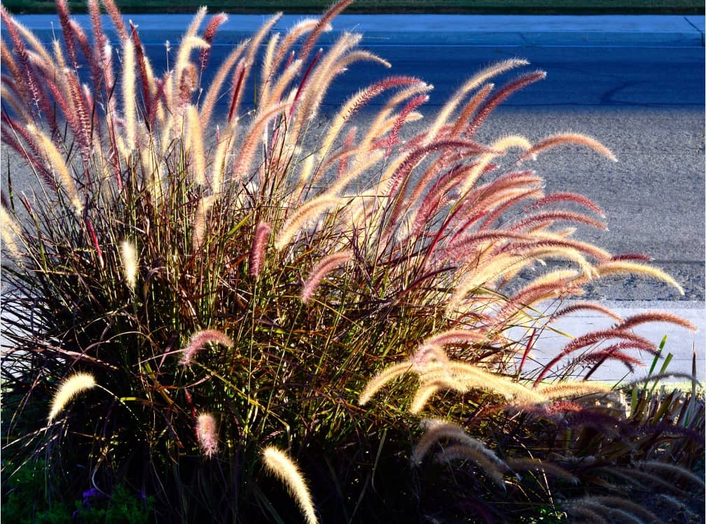 Fountain Grass - Type of Ornamental Grass