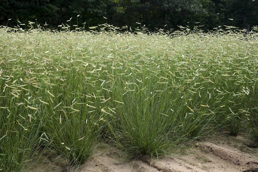 Blonde Ambition Grama Grass - Type of Ornamental Grass