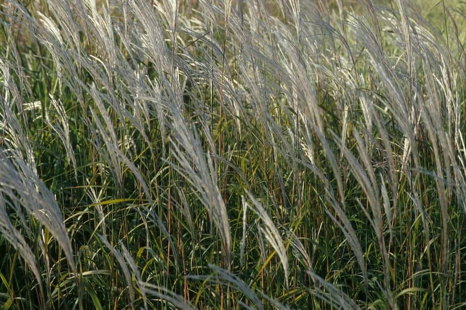 Chinese Silver Grass (Morning Light) - Type of Ornamental Grass