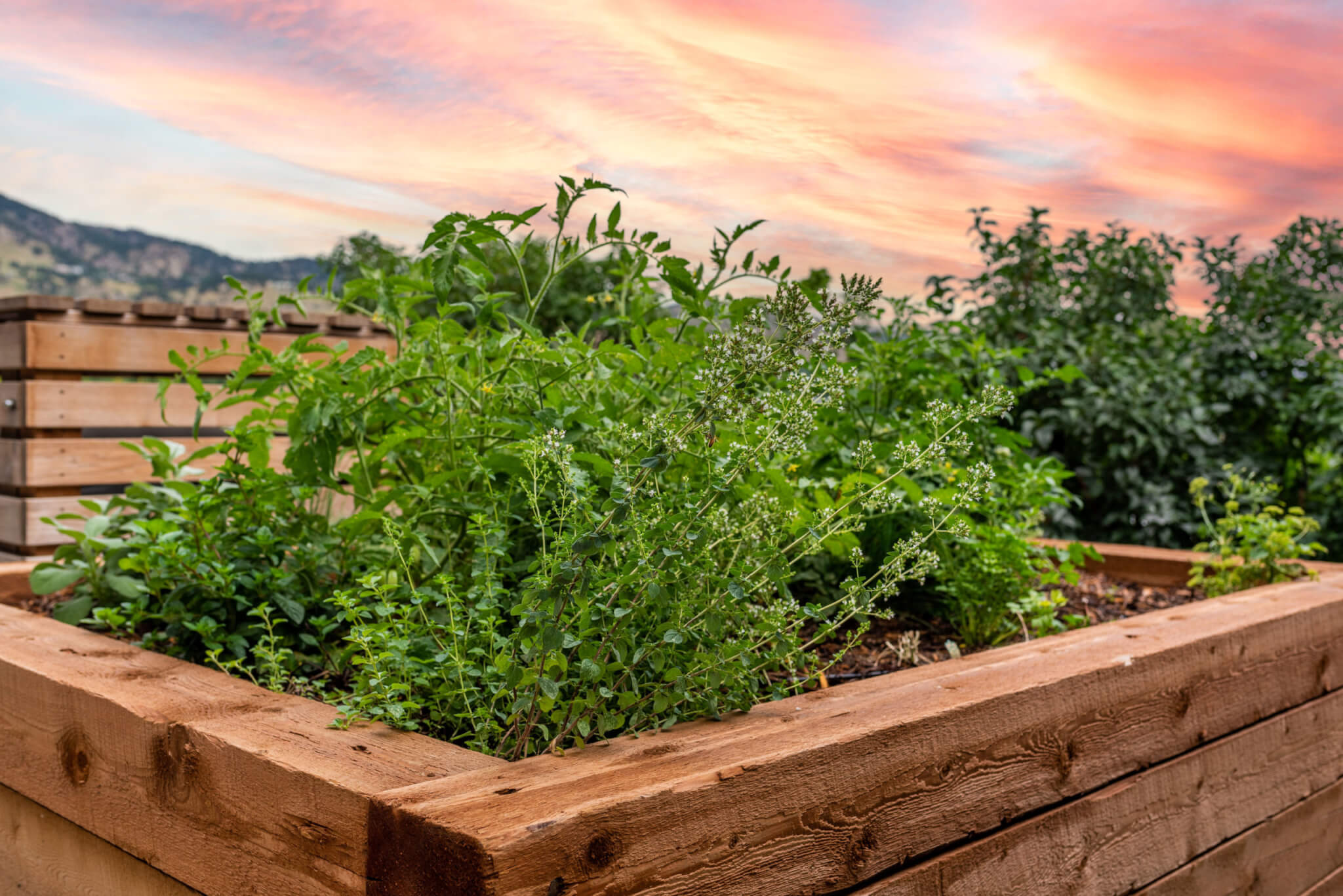 wood garden box with native plants inside. Sunset in Boulder Colorado