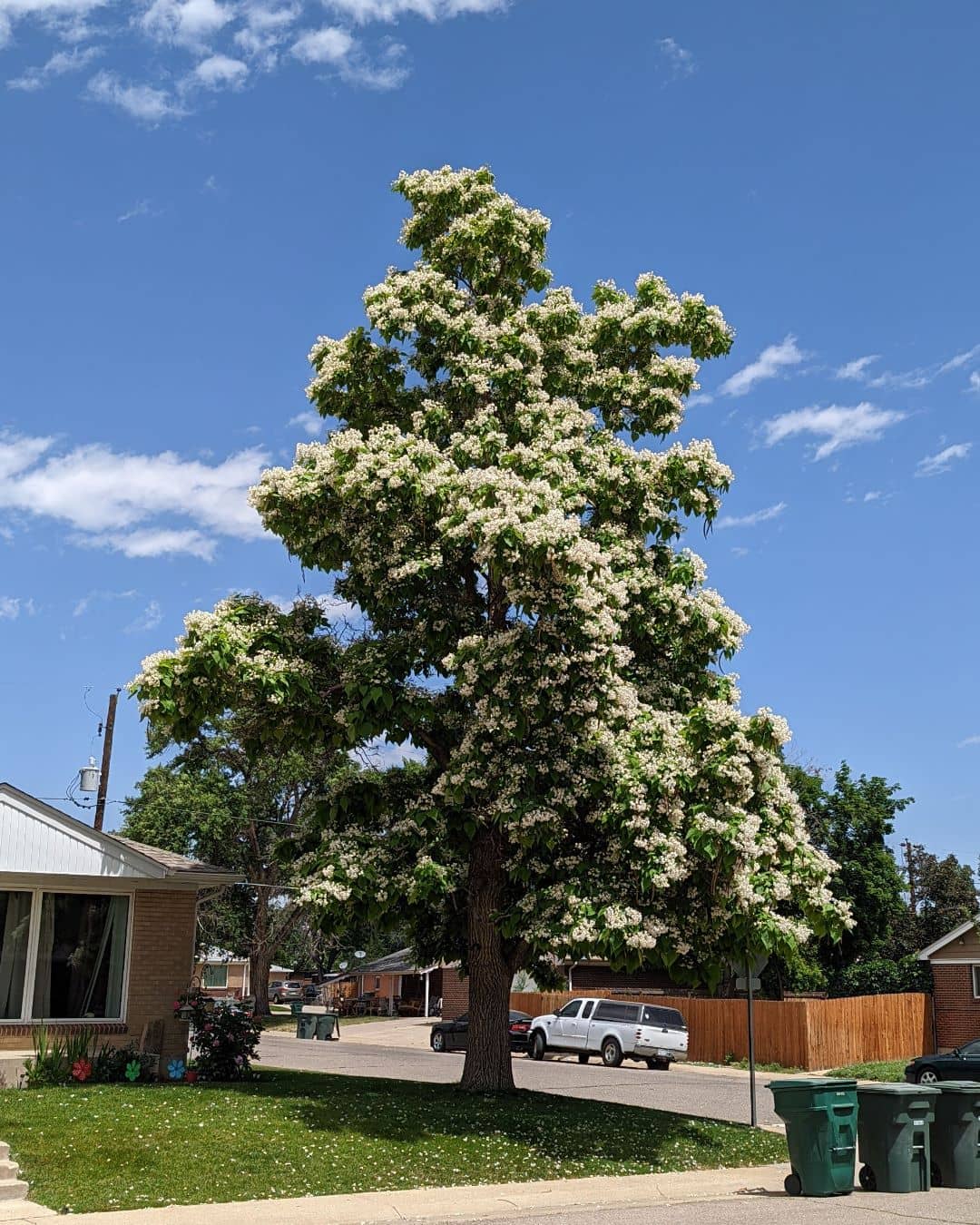 Catalpha tree