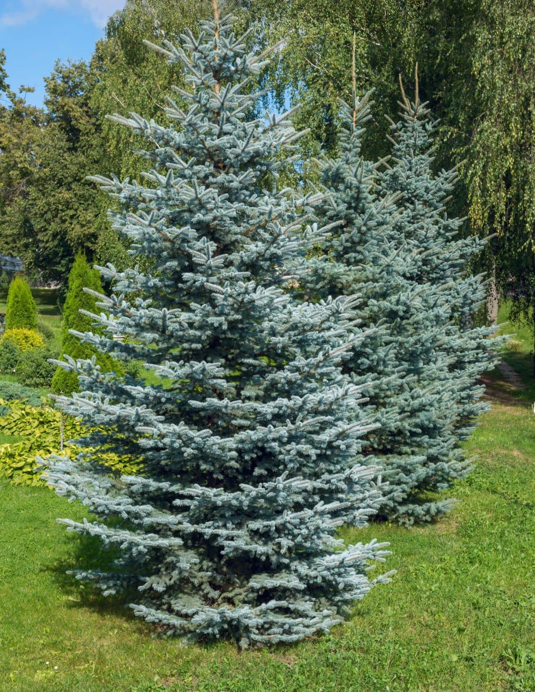 Colorado Blue Spruce tree