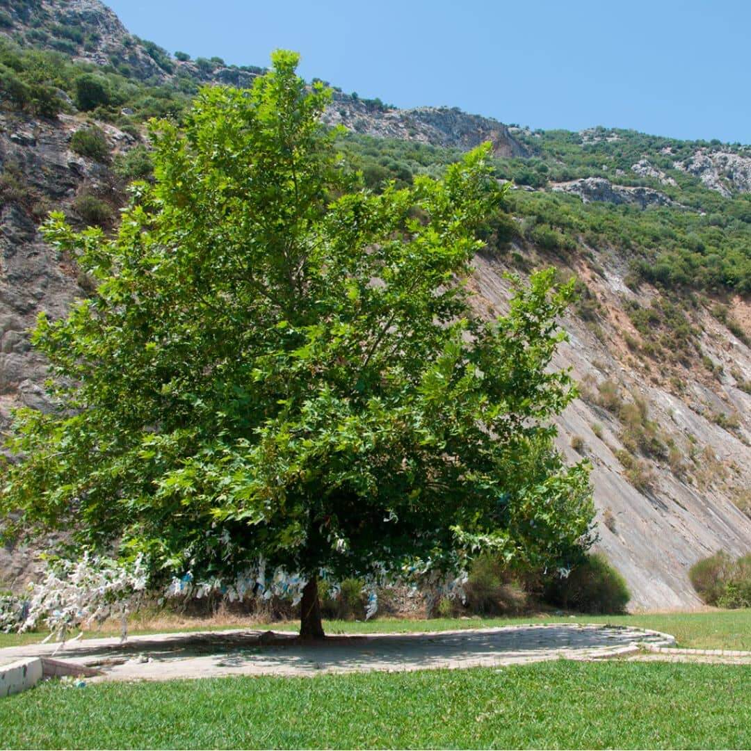 Gambel Oak tree