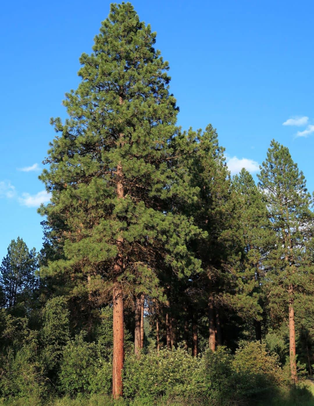 Ponderosa Pine tree