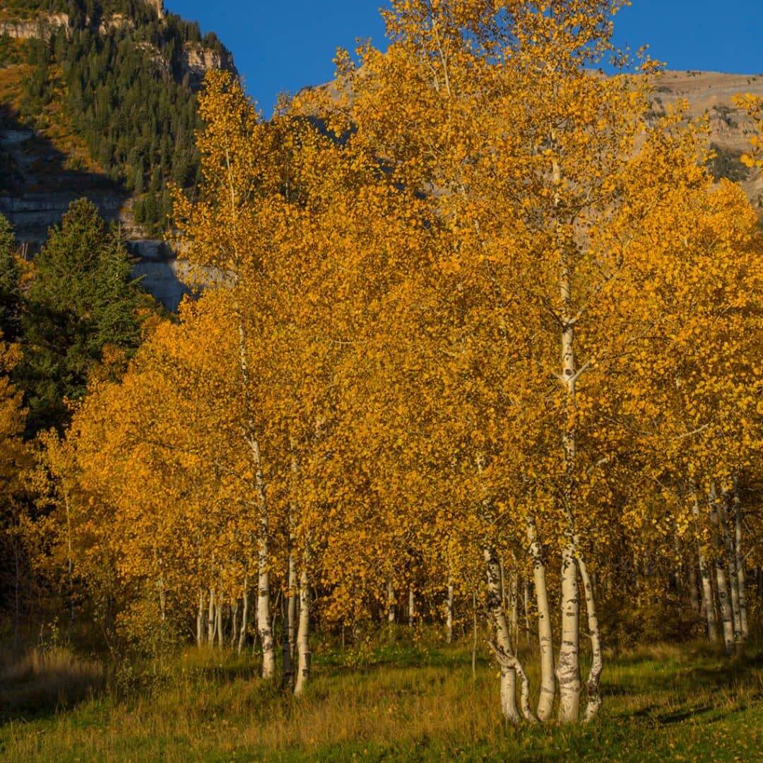 Quaking Aspen tree