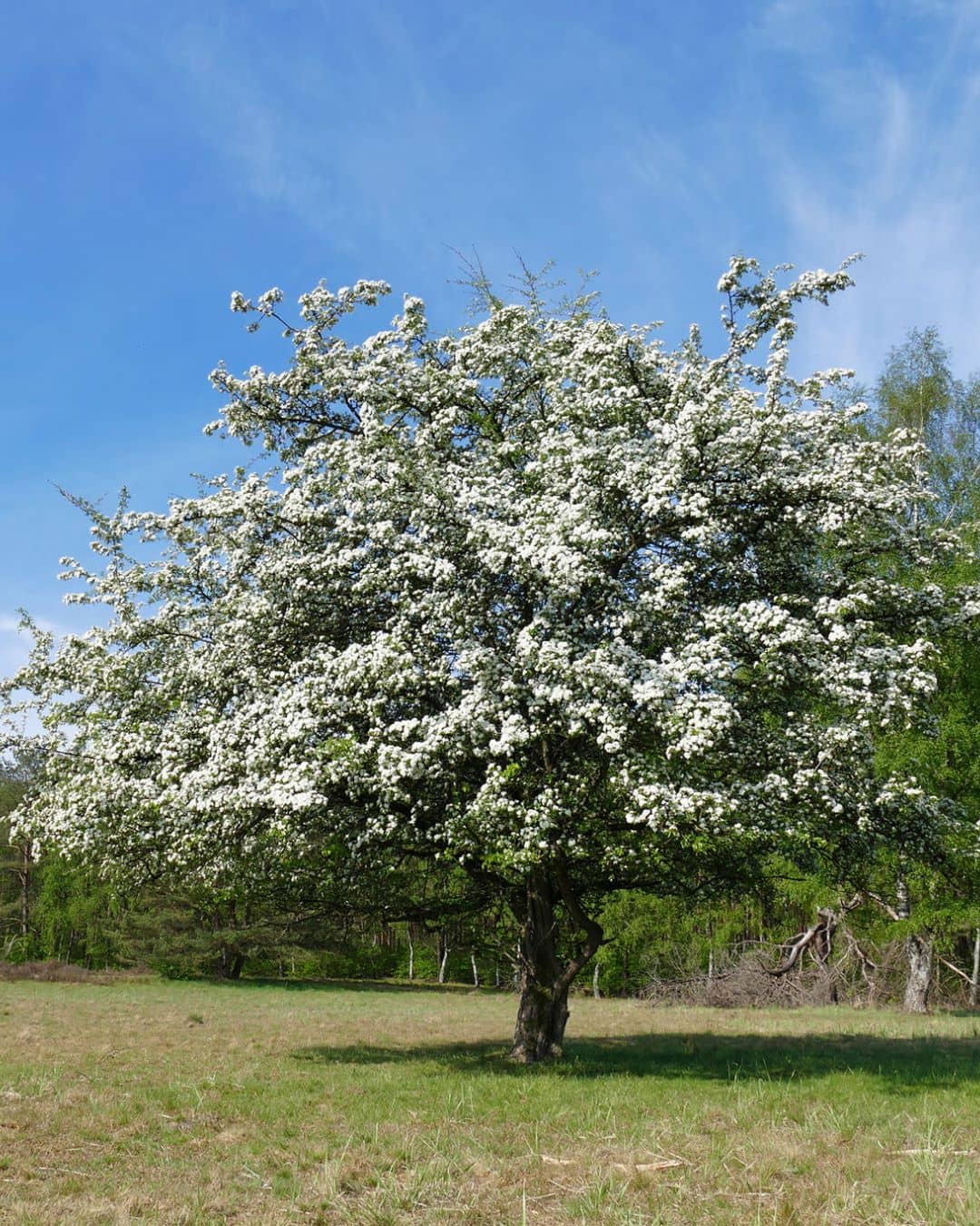 Russian Hawthorn