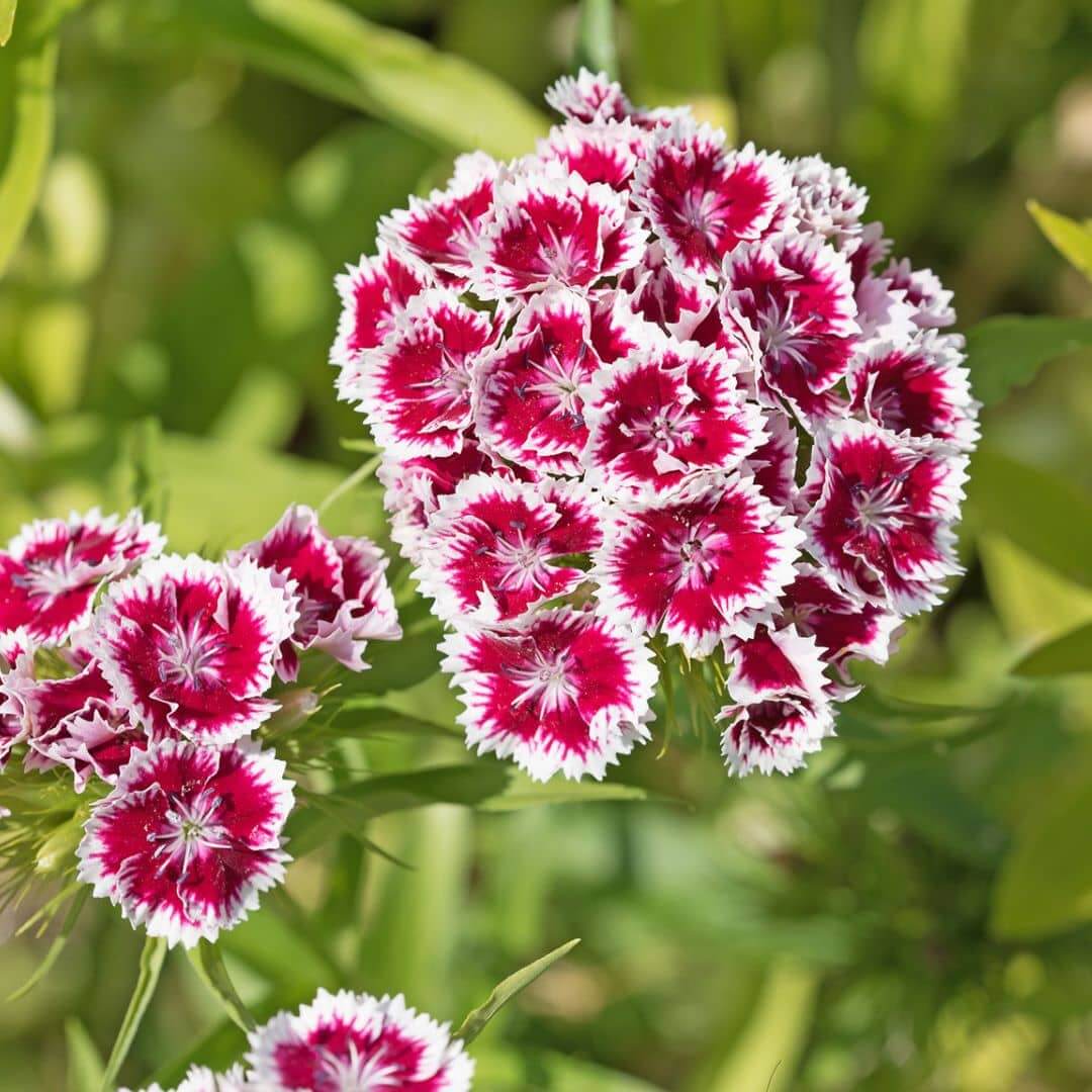 Dianthus flower