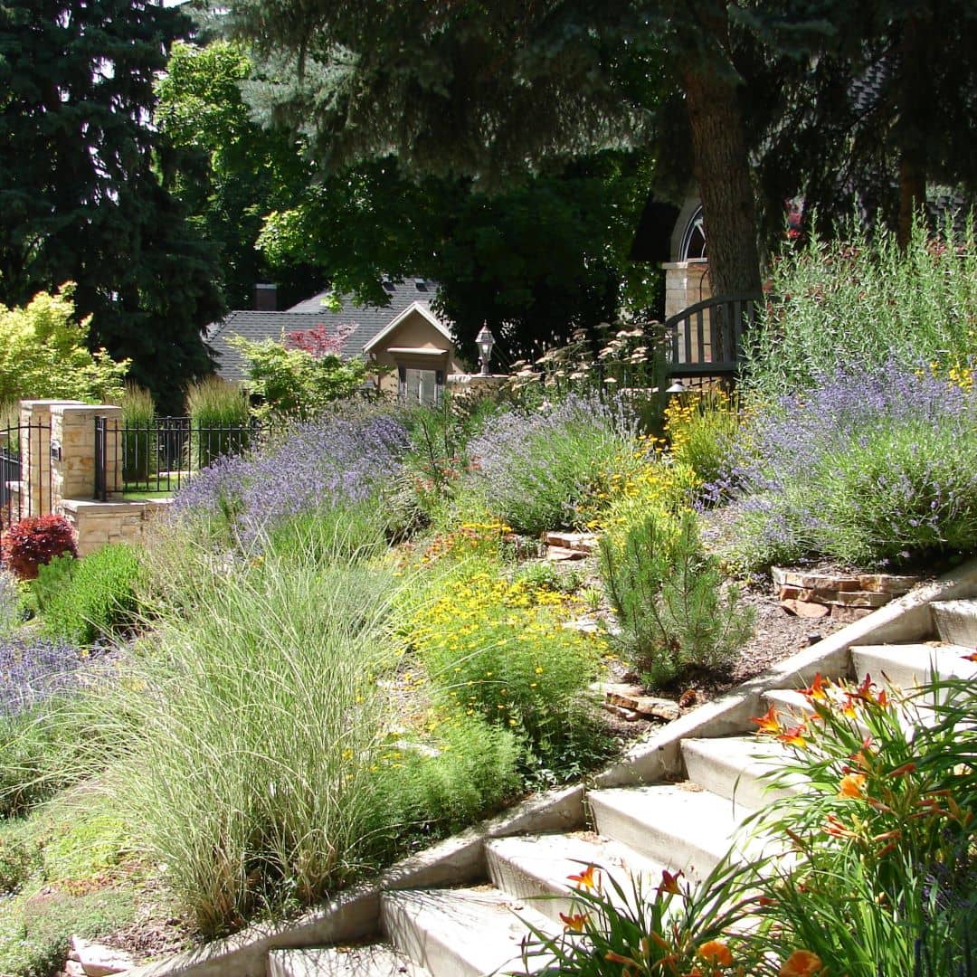 Xeriscaping Bushes