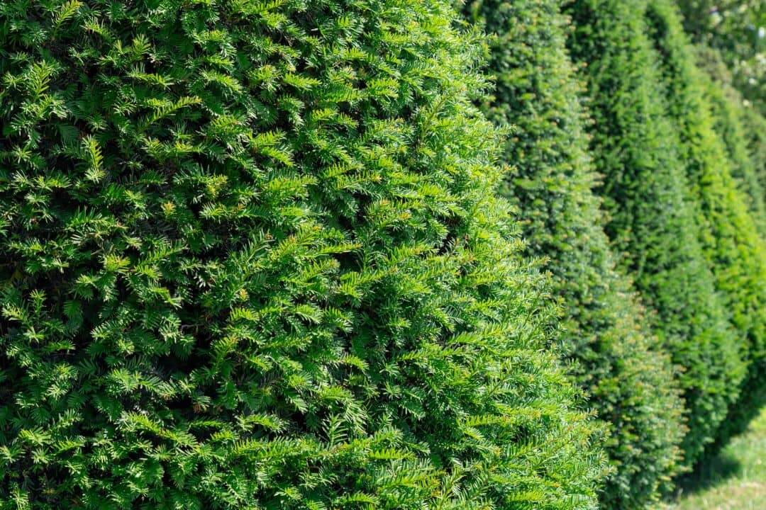 Arborvitae, Pyramidal Form - Evergreen Plant