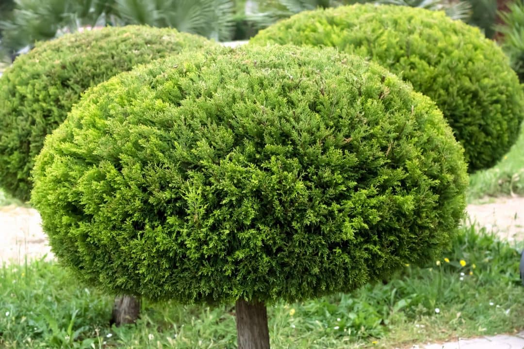 Arborvitae, Round Form - Evergreen Plant