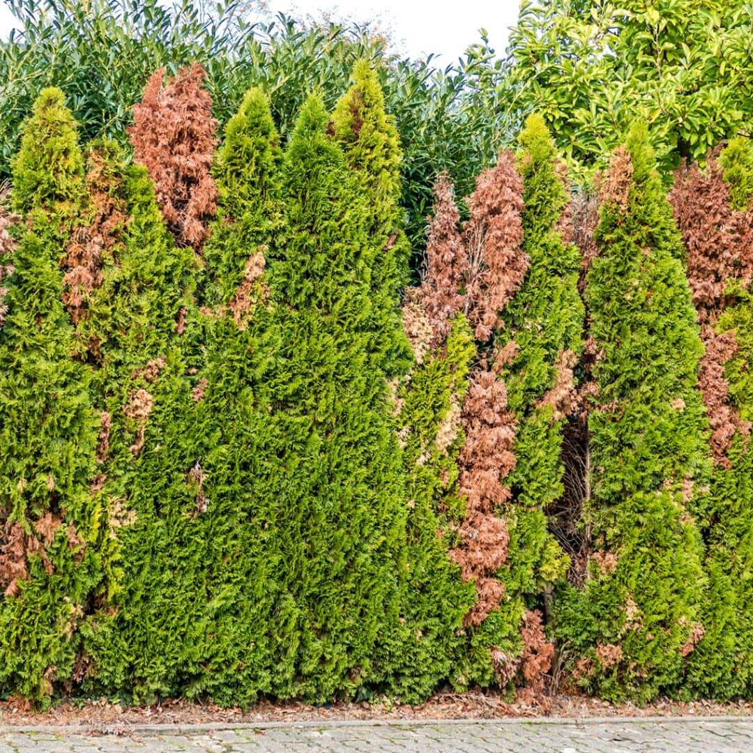 False Cypress - Evergreen Shrub