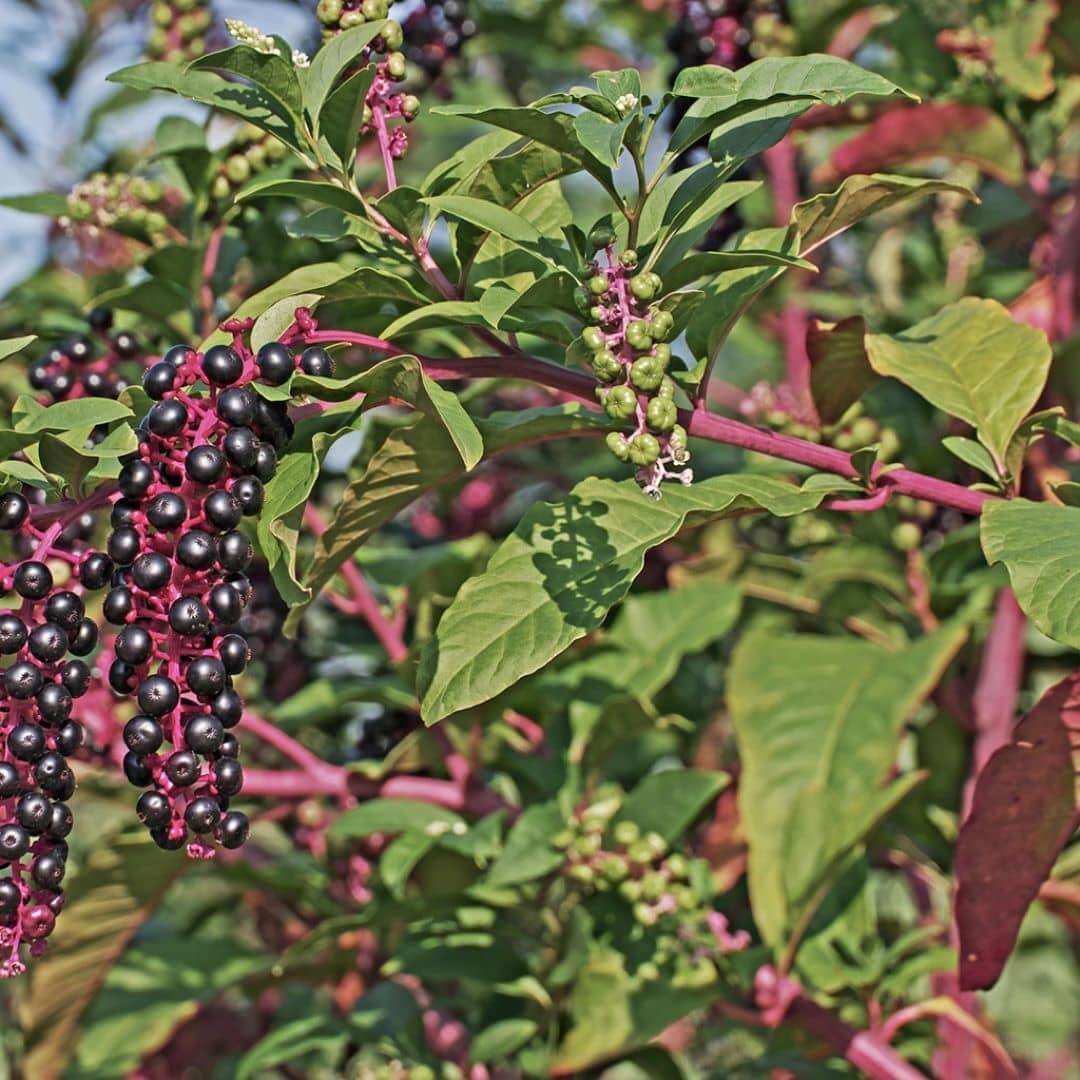 Inkberry Holly - Evergreen Plant