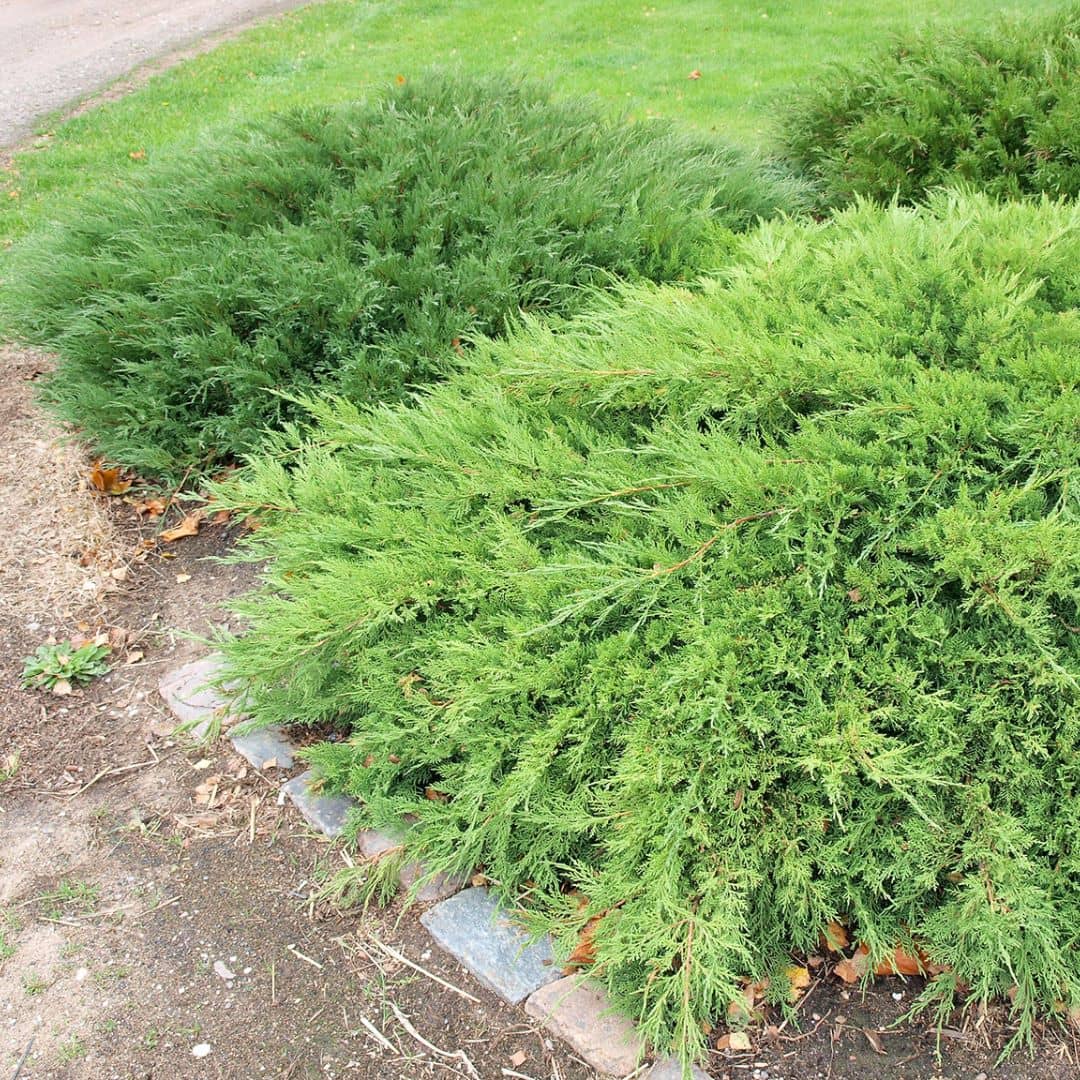 Juniper Tree - Evergreen Plant