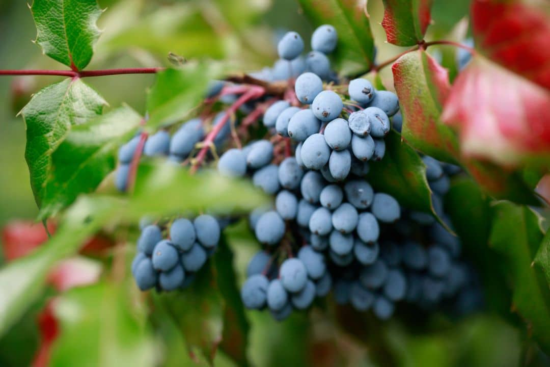 Mahonia / Oregon Grape - Evergreen Plant