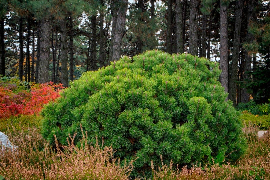 Mugo Pine Evergreen Plant