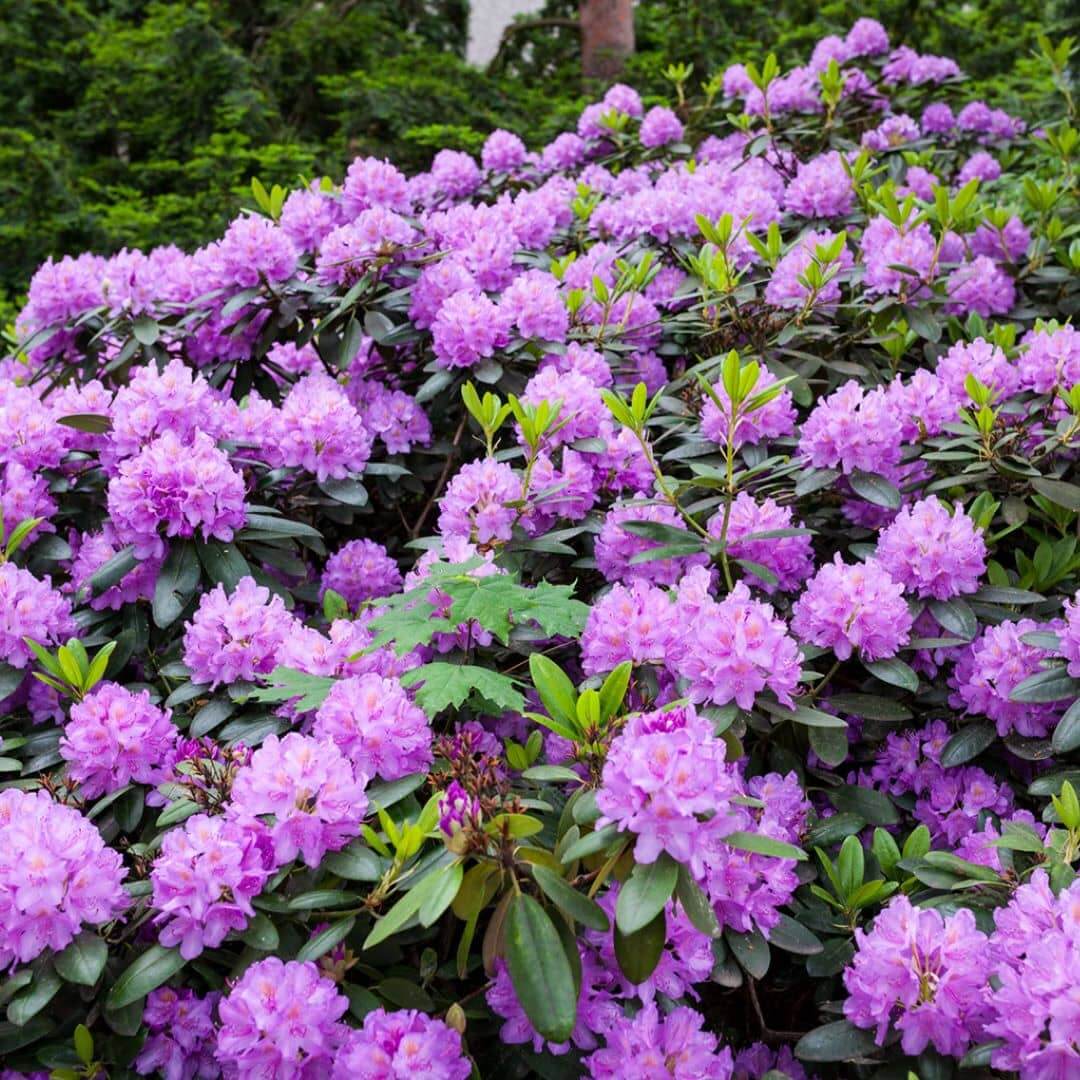 Rhododendron - Evergreen Plant