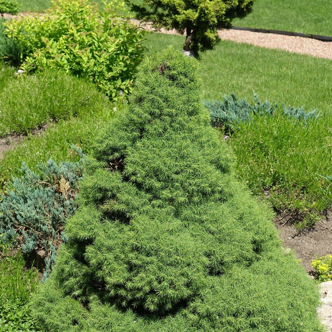 Spruce Tree - Evergreen Plant