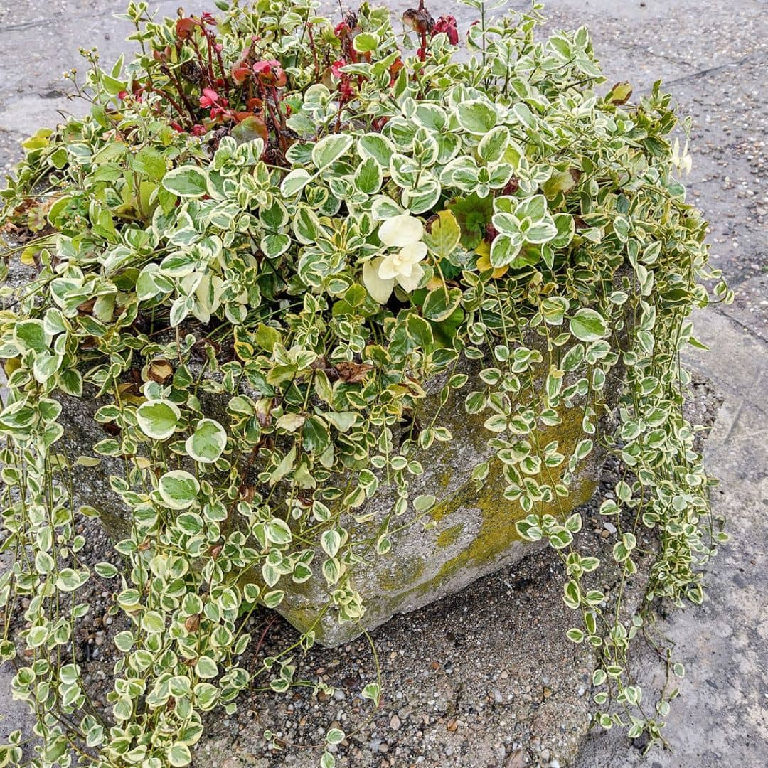 Wintercreeper Euonymus - Evergreen Plant