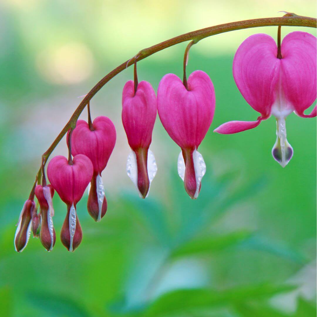 Bleeding Hearts Flower