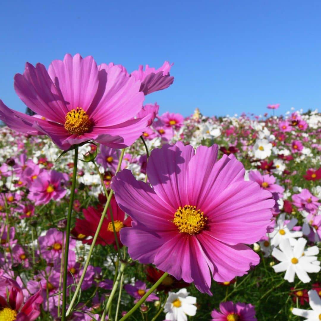 Cosmos Flower