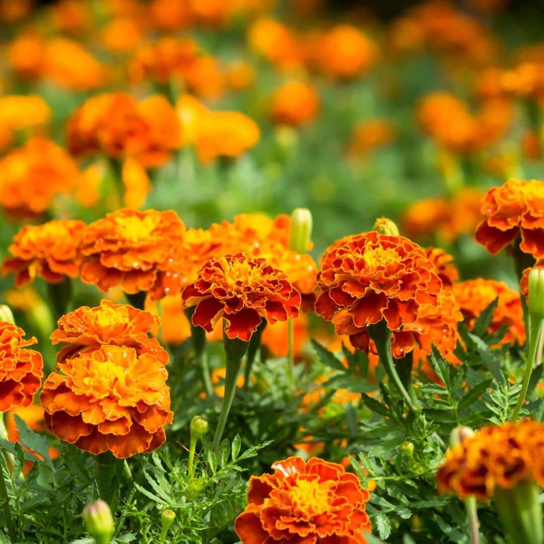 Marigold flower