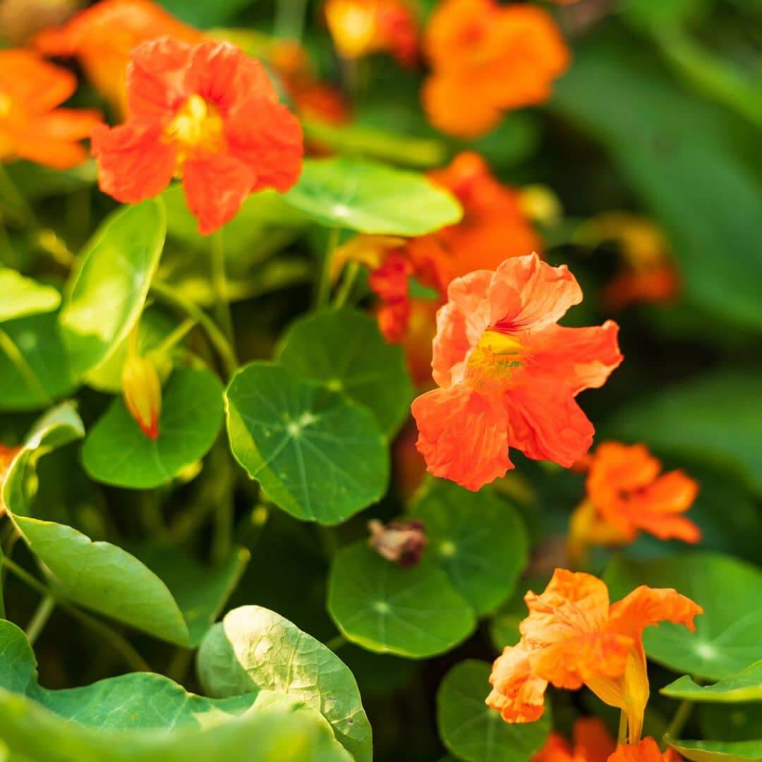 Nasturtiums flower