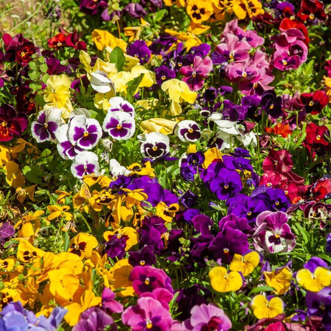 Pansies flower