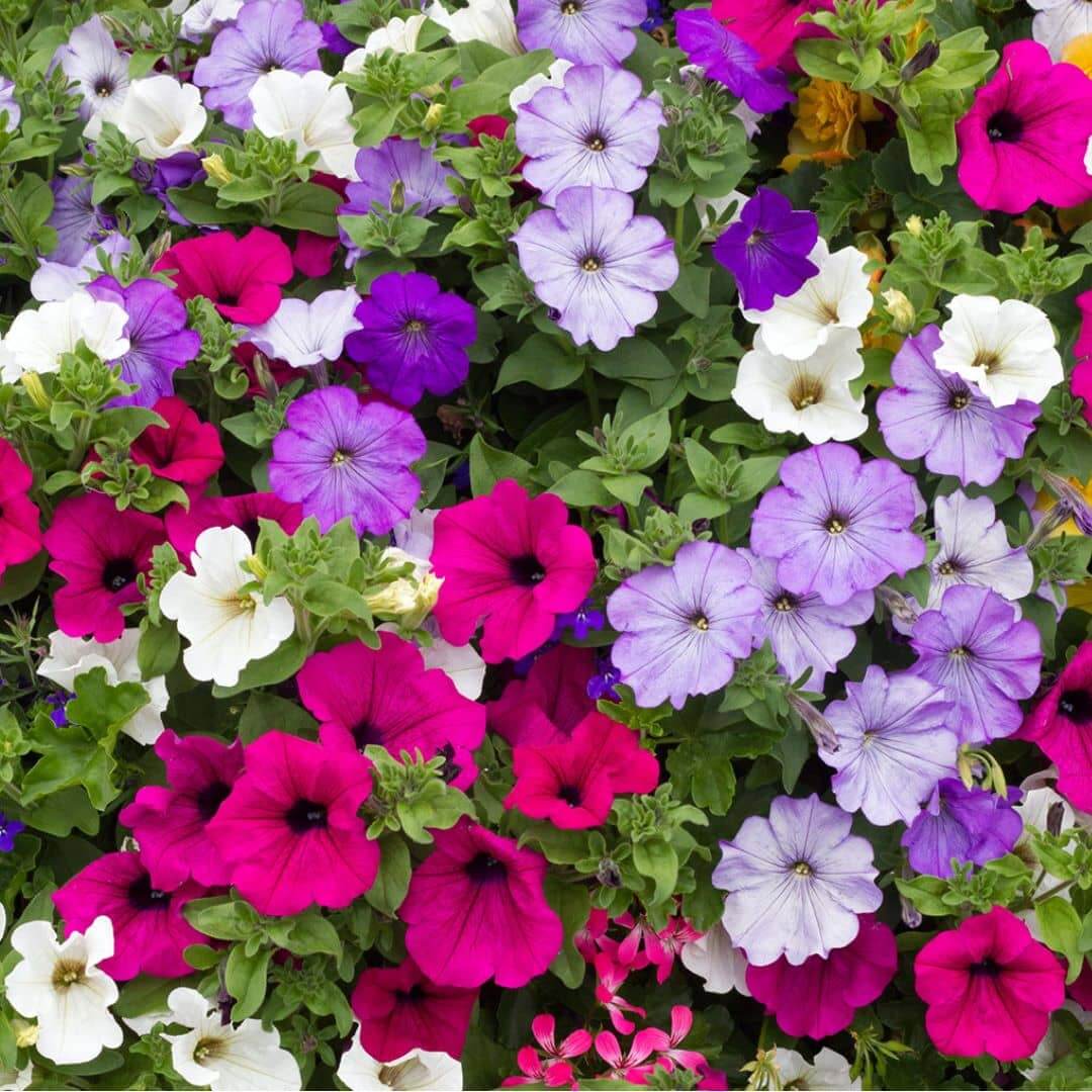 Petunias flowers