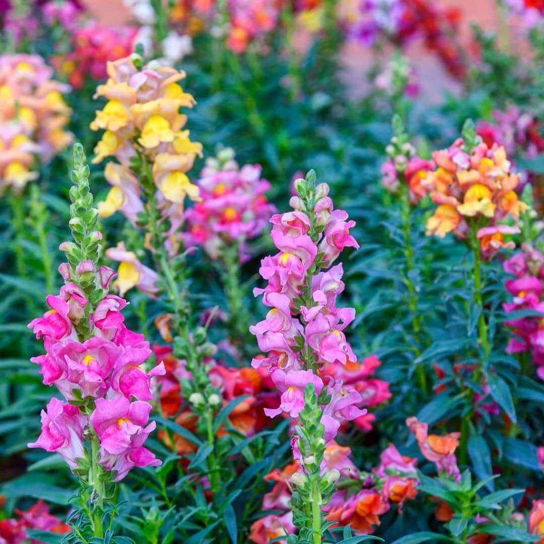 Snapdragon spring flower