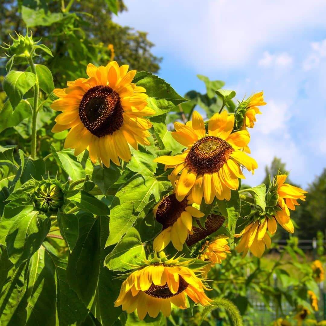 Sunflower spring flower