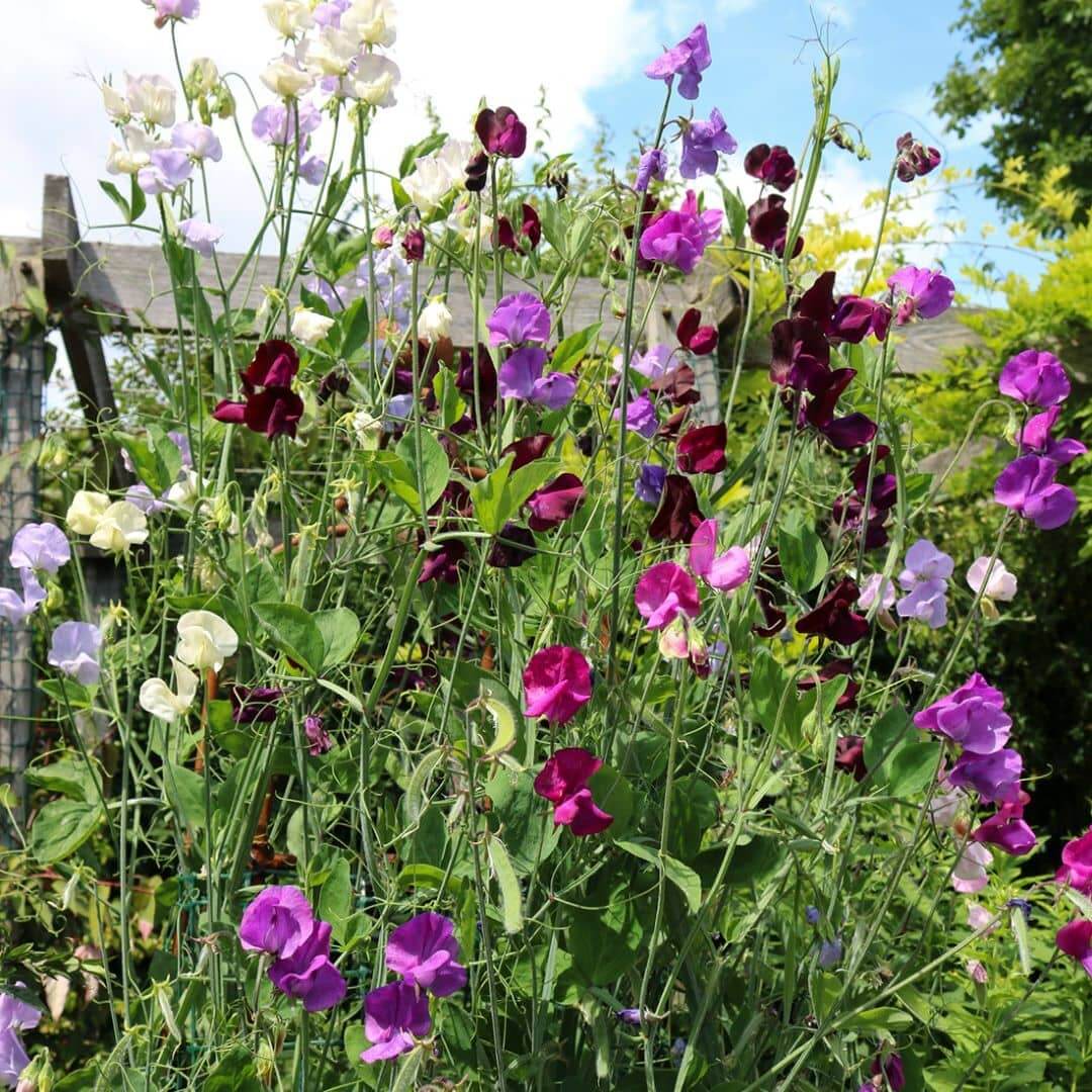 Sweet peas spring flower