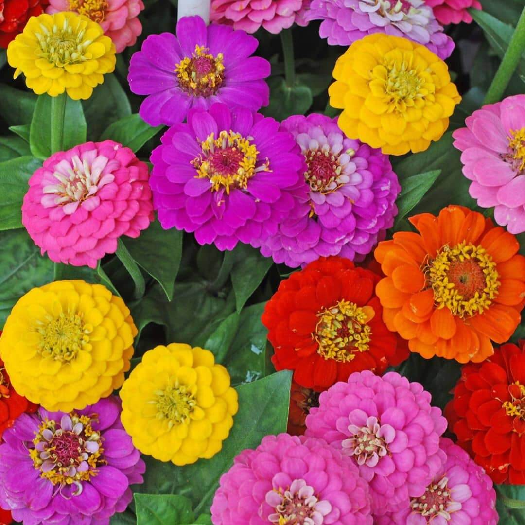 Zinnias spring flower