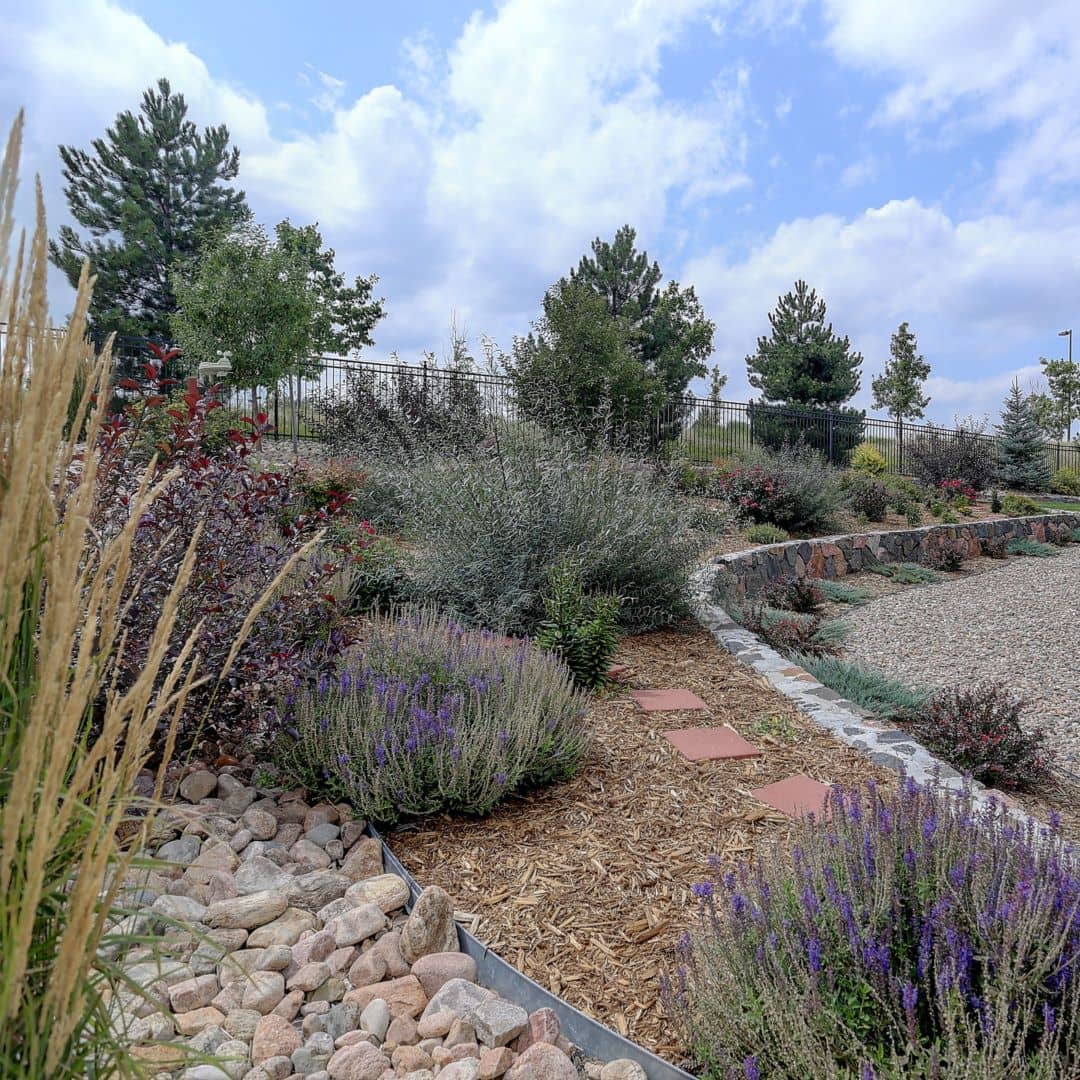 Xeriscaping