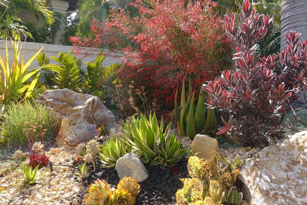 Xeriscaping