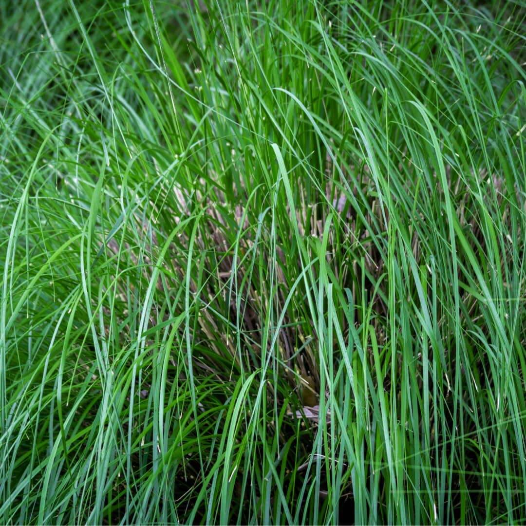 Blue Gama perineal grass full grown close up with a dark background