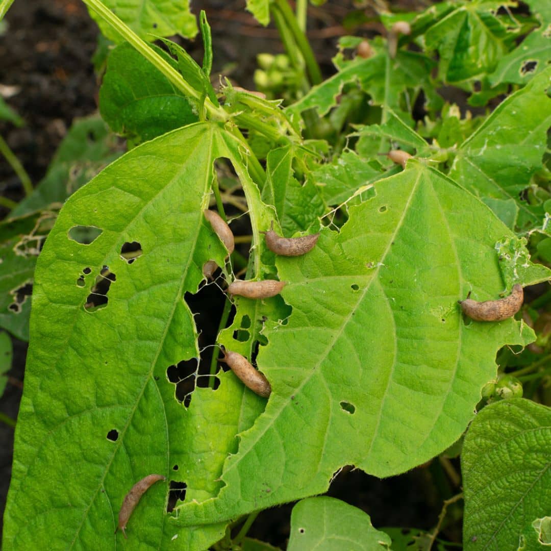 Snails eating leaves