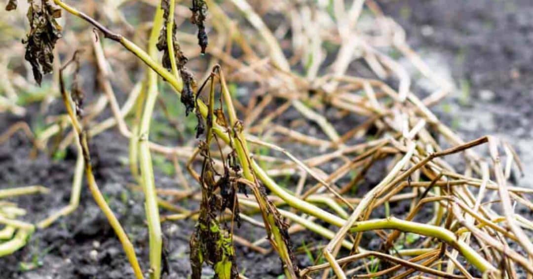 Moldy roots