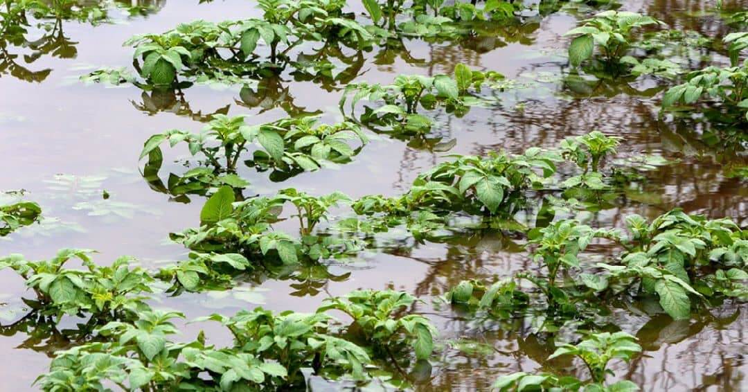 Plants under water