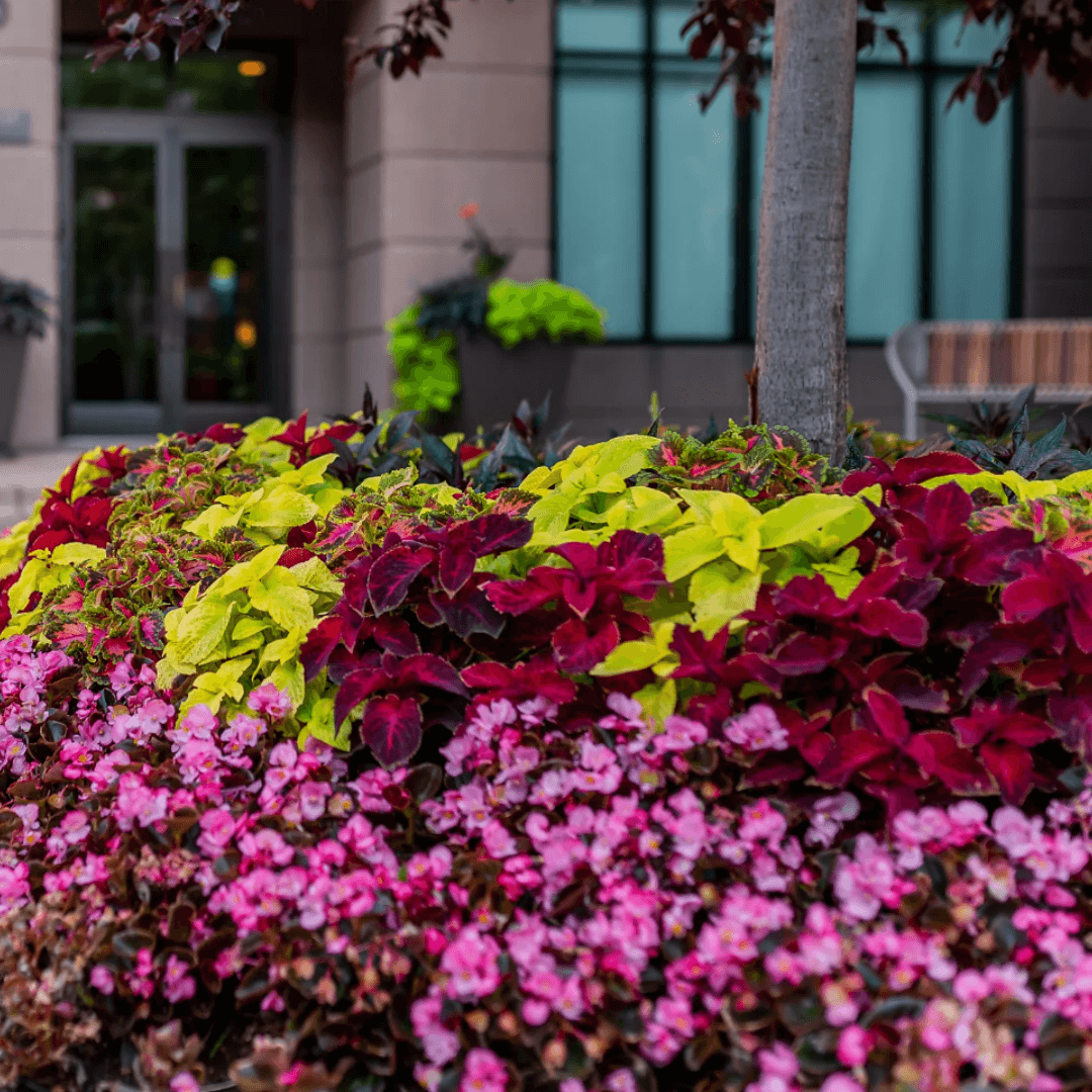 large Annual flower bed at The Pinnacle at City Park with a tree in the center