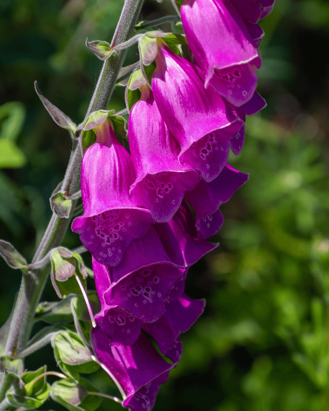 Biennial Flower, pink hanging bell shaped bulbs in the sun