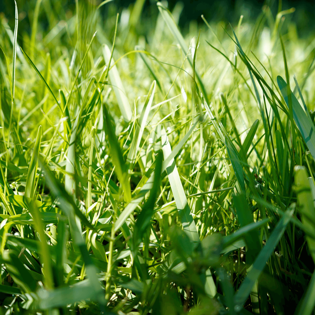 Bermuda Grass close up shot in the sun