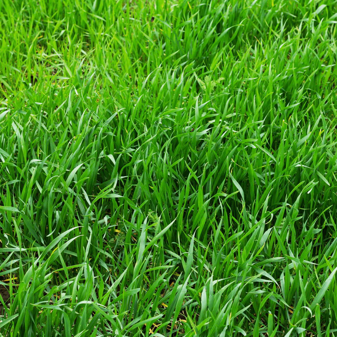 Fescue grass closeup in a field in the Sun