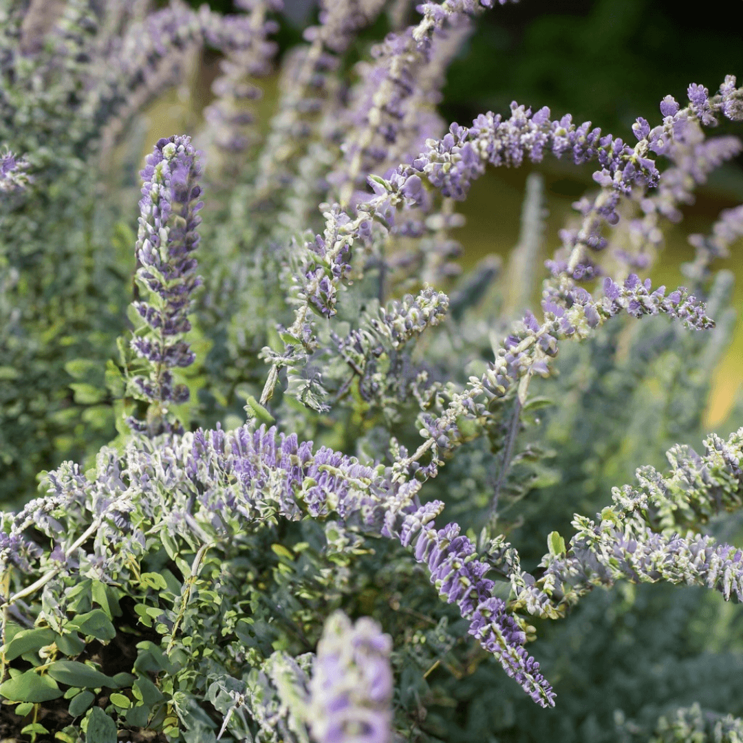 Russian Sage, full grown arching in the sun