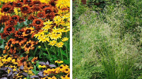 Duo Image with Annual flowers on the left and perennials on the right in the Sun