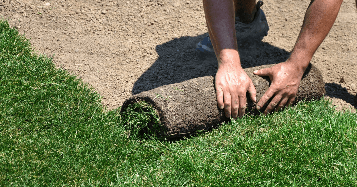 Grass sod being laid out by hand on a bed of dirt