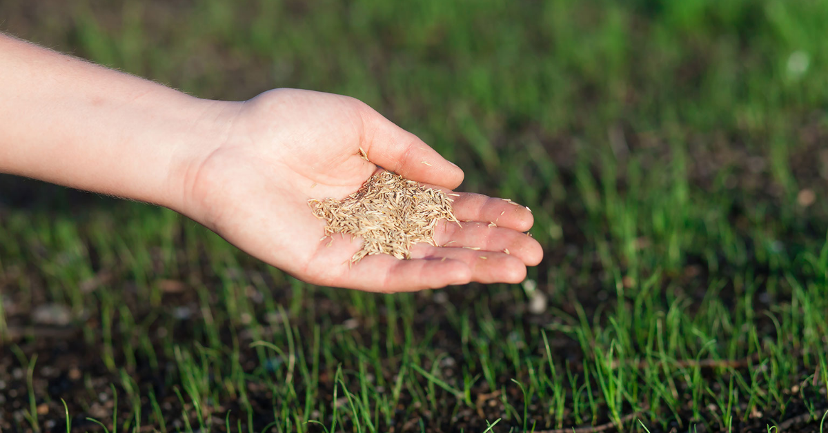 grass lawn seeding. Right hand pouring seeds onto a green grass field